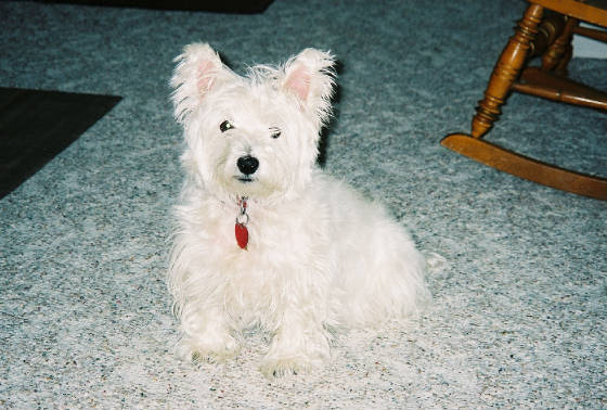 phoebe.jpg