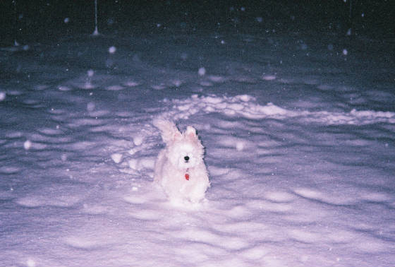 phoebesnow.jpg
