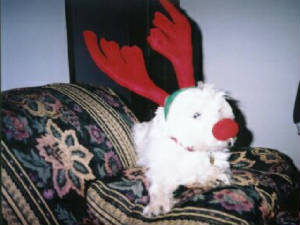 reindeerpheebs.jpg