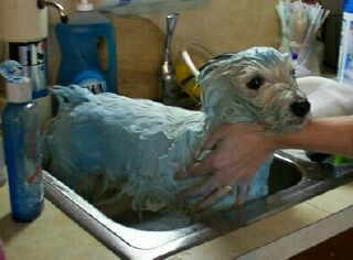 dogbath.jpg
