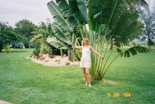 ginpalm.jpg
