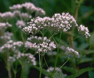 herb.jpg