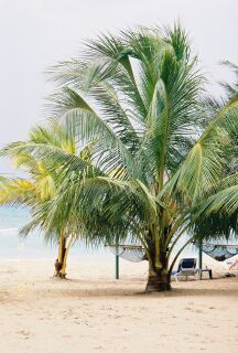 palmtree.jpg