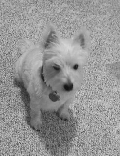 phoebeblackwhite.jpg